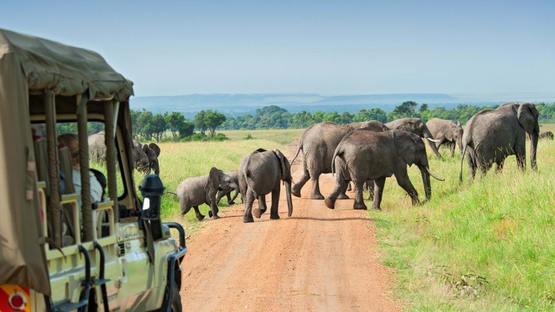 Miniguide: 4 råd til dig der skal på safari